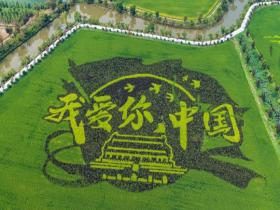 金秋稻田画：以稻为笔 绘就大地丰收长卷