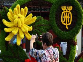 菊韵悠然入画来 金秋赏菊正当时