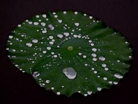 细雨绵绵润万物 荷叶田田捧玉珠