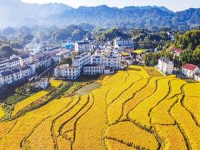 金秋时节稻浪铺金 山村丰收入画来