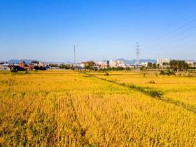 河南汝州：大豆成熟 田野染金