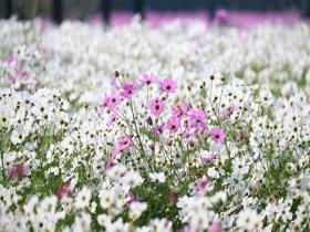 北京奥森波斯菊盛开 粉白花海温柔了秋天
