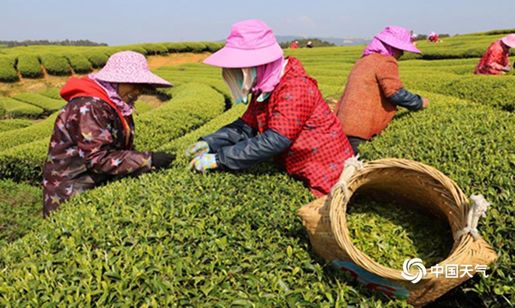 福建：連江県長龍鎮の1万ムーの「明前茶」が最良の摘採期を迎え、茶農家たちは農中の茶摘みを急いでいる