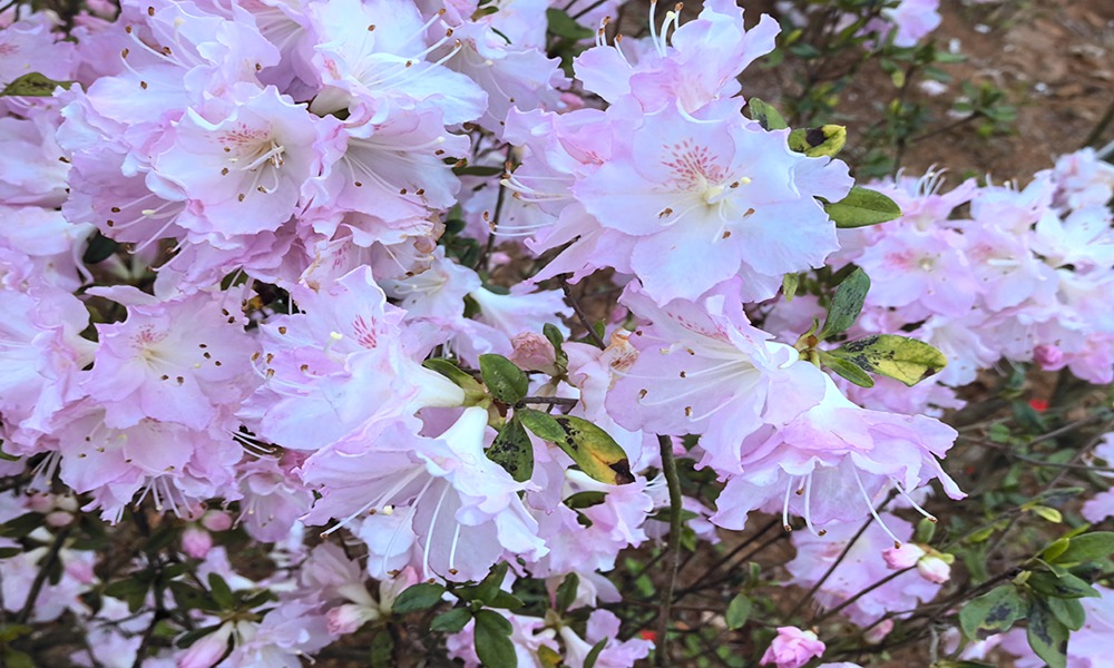 福建：羅源湾畔にツツジが咲き乱れている