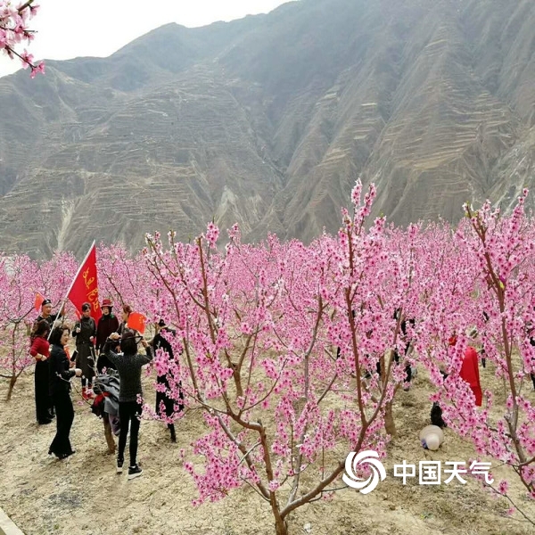 文县:桃花开 惹人爱 美哉