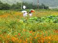 绿色的田野被百花打扮得绚丽多彩，游客禁不住深入欣赏。（摄影：符永兴）