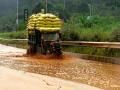 趟着泥水而过的拖拉机（摄影：钟晓云）