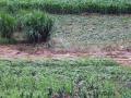 田林遭到强降雨，玉米稻田被洪水冲毁（摄影：周厚霖）