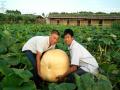 超级大南瓜需要两名成年男子才能勉强合抱起（摄影：田茂星）