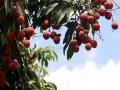 荔枝点缀天空（摄影：梁月丽）