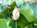百色那坡坡荷乡那池村，羞涩的打着朵儿的荷花苞（摄影：谭金闪）