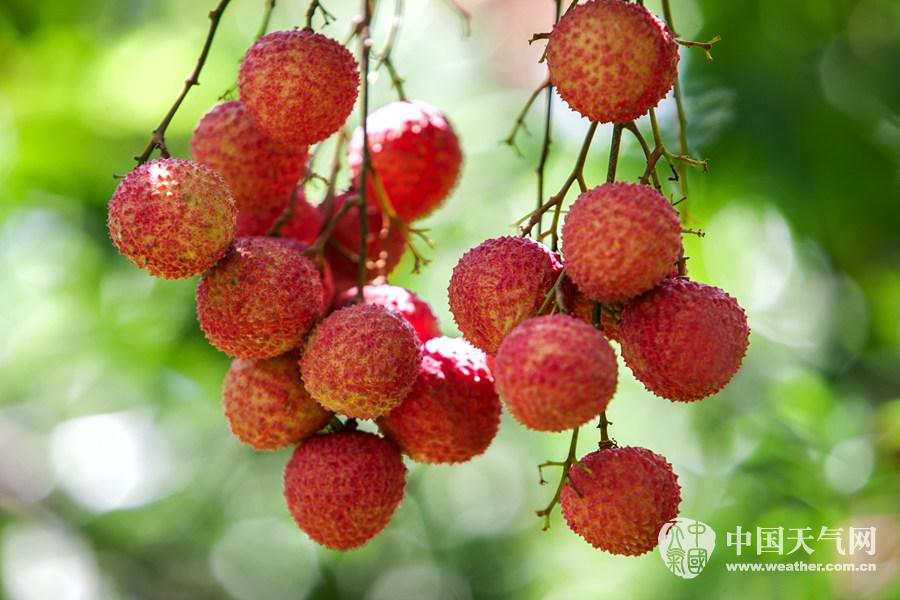 灵山荔枝甜蜜新鲜上市-广西高清图片-中国天气网