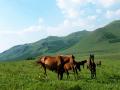 水草丰美的草原是马儿的天堂（摄影：谢晓琳）