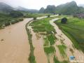 图为广西河池市罗城仫佬族自治县宝坛乡寨芹村河水猛涨，多处民居和农田被淹没。（新华网发 廖光福摄）