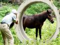 一匹小马驹吸引着游人拍照（摄影：董州）