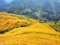 金灿灿的稻子（摄影：言桂兴）