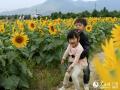 广西融安：千亩油葵花开引客来