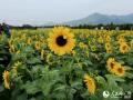 广西融安：千亩油葵花开引客来