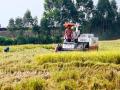 收割机在收割稻谷。（摄影：李斌喜）
