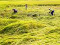 抢收倒伏的稻谷。（摄影：李斌喜）