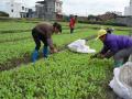 农友们正在拔菜秧（摄影：潘田凤）<br/>