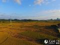 11月10日，在广西柳州市融安县潭头乡新桂村拍摄的金色田园（摄影：谭凯兴）