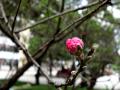 桃花在枝头含苞待放（摄影：李有为）