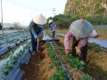 果农给草莓除草、松土、施肥、盖薄膜。（摄影：韦秀贤）