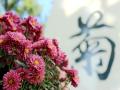 “菊”字与菊花（摄影：周玉）