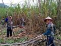 抓紧时间砍甘蔗（摄影：莫海清）
