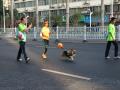 爱犬也爱马拉松。（摄影：黄丽娜）
