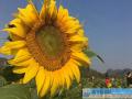 景区内盛开的葵花。（摄影：唐秋艳）