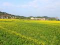 一片油茶花海平铺在村子前。（摄影：梁丽莉）