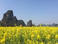 贺州市平桂区鹅塘镇芦岗村菜花田一片金黄。（摄影：毛晓晨）