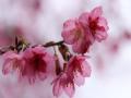 粉红色的樱花（摄影：周玉）
