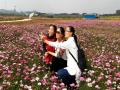 游人在花海自拍。（摄影：吴泽）