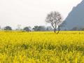 一颗枯树点缀着整片金黄的油菜花。（摄影：董州）