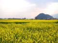 又是一年油菜花盛开的时节。（摄影：董州）