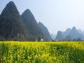 山边田野里的油菜花相继开放（摄影：胡维）