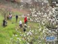 2月25日，游客在广西柳州市融安县东起乡铜板屯踏青赏花。（摄影：黄孝邦）
