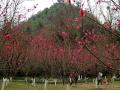 螺蛳山旁的桃花林（摄影：任乐）