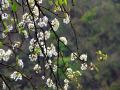洁白晶莹的梨花如雪花般轻轻散落（摄影：符永兴）