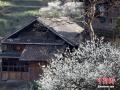 3月1日，广西三江侗族自治县八江镇塘水村归大屯的2000余株李树花次第绽放，深山侗寨好似“飘雪”一般，淹没在雪白的李花中。近年来，三江县大力推进生态乡村建设，按“山山有茶、田田有鱼、村村有果”等目标打造农文互融、农旅结合的特色生态宜居乡村，侗乡面貌焕然一新。图为盛开的李花与侗族木楼交相辉映。龚普康 摄