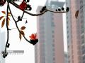 随风摇曳的木棉花更显得楚楚动人。（摄影：蓝歆旻）