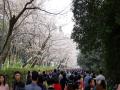 百米樱花大道上游人如织（摄影：赖晟）