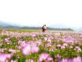 游客在花香中惬意行走。（摄影：易禹成）