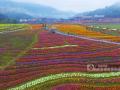 3月12日，游客在广西贺州市黄姚花海游玩。（摄影：广西新闻网通讯员 谭凯兴）