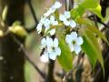 山里梨花开，蜜蜂结伴来采蜜。（摄影：尹华军）