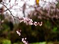 粉嫩的桃花挂枝头（摄影：郭晖）