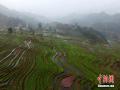 3月15日，地处广西北部的三江侗族自治县与融水苗族自治县交界地带的梯田里，红色浮萍、嫩绿小草、黄色菜花、青翠茶园等交相辉映，在迷雾间若隐若现，宛如五彩斑斓的调色板，美不胜收。 龚普康 摄